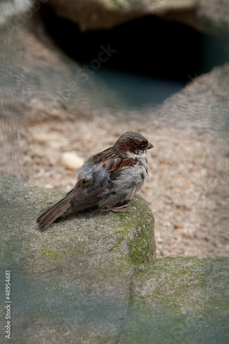 Photo: Sparrow Sparrow