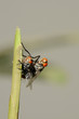 Mosca