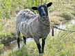 suffolk sheep