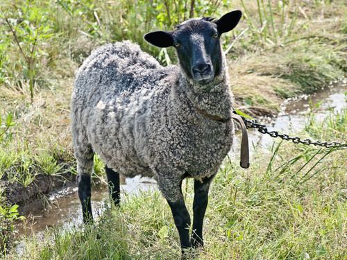 Photo: suffolk sheep suffolk sheep