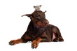 doberman dog with a kitten on its head
