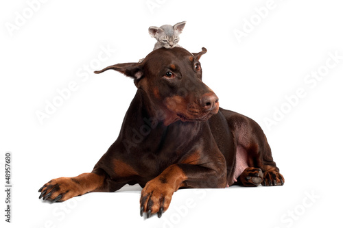 Photo: doberman dog with a kitten on its head doberman dog with a kitten on its head