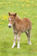 Foal