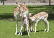 Roe with mother
