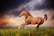 Beautiful red arabian horse running gallop