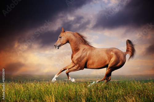 Photo: Beautiful red arabian horse running gallop Beautiful red arabian horse running gallop