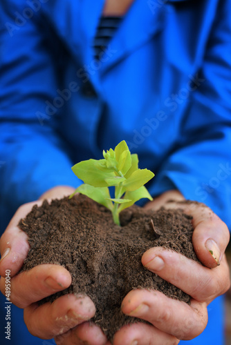 Photo: Plant in hands of agricultural worker Plant in hands of agricultural worker