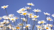 Summer field with white daisies on blue sky