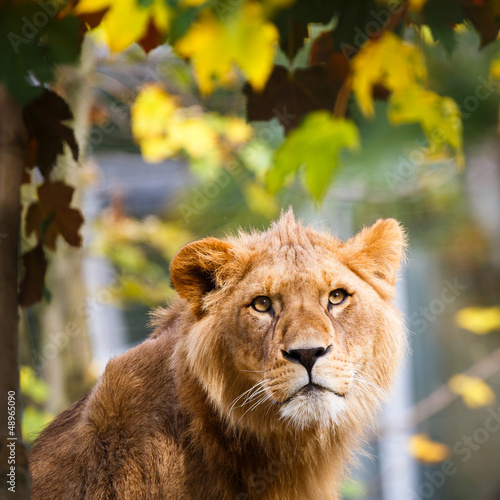 Photo: Close-up portrait of a majestic lioness (Panthera Leo) Close-up portrait of a majestic lioness (Panthera Leo)