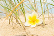 Flower and beach grass