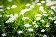 green paradise