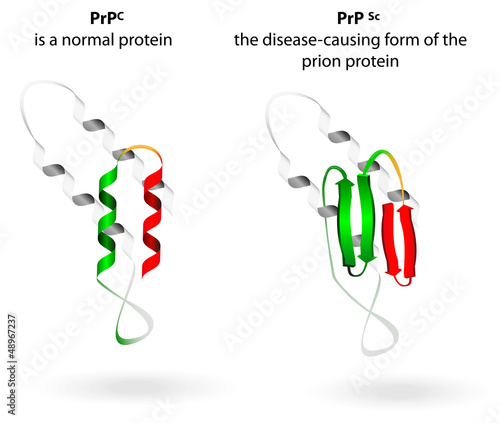 Vector: Normal protein and prion diseases. Vector scheme Normal protein and prion diseases. Vector scheme