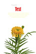 Beautiful yellow flower (African marigolds, Tagetes) isolated on