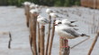 A Flock of Seagulls at BangPuu , Bangkok , Thailand
