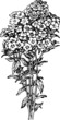 Branch of flowers phlox