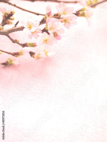 Photo: 桜 桜