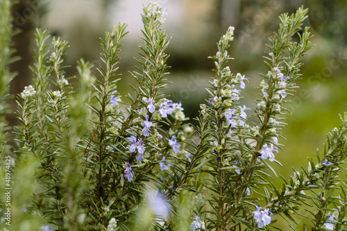Photo: Rosemary (Rosmarinus officinalis) Rosemary (Rosmarinus officinalis)