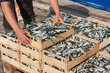 mediterranean sardines
