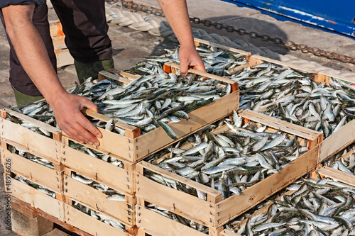 Photo: mediterranean sardines mediterranean sardines