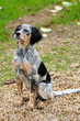 Photo: setter anglais posant setter anglais posant