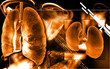 human lungs