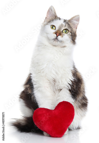Photo: Domestic cat with red Valentine heart Domestic cat with red Valentine heart