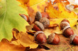 Brown Acorns On Autumn Leaves,...