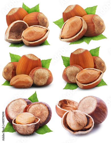 Photo: hazelnuts hazelnuts