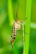 Photo: Panorpe commune ou mouche-scorpion (mecoptera panorpidae) Panorpe commune ou mouche-scorpion (mecoptera panorpidae)