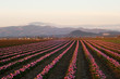 Foto: Sunset with tulip fields in Skagit, Washington Sunset with tulip fields in Skagit, Washington