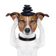 dog meditation