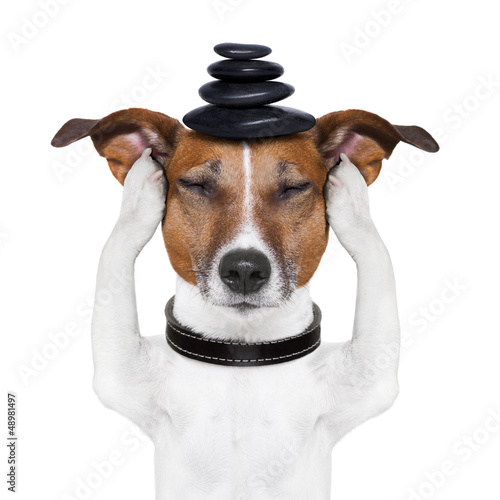 Photo: dog meditation dog meditation