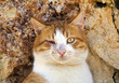 Photo: the blind street cat in front of the rocks the blind street cat in front of the rocks