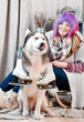 dog with ice skates  licking oneself and joyful attractive girl