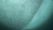 Unterwasserwelt: Sardinenschwarm, El Quseir, Rotes Meer
