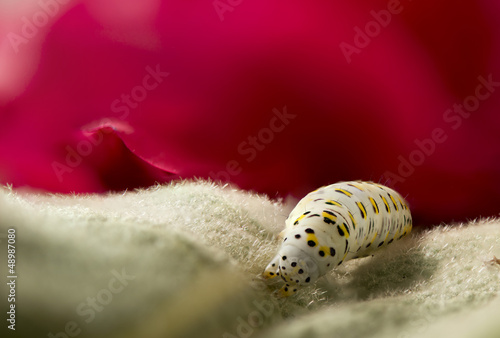 Photo: A white worm on the red background A white worm on the red background