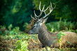 Red deer