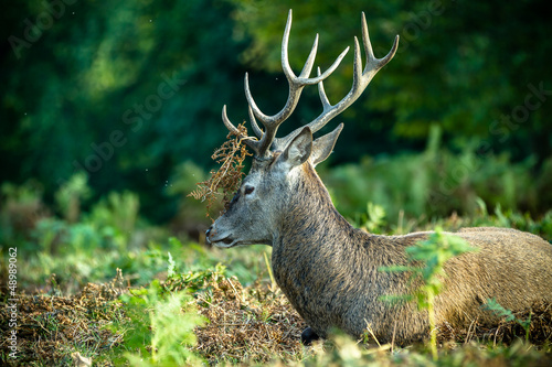 Photo: Red deer Red deer
