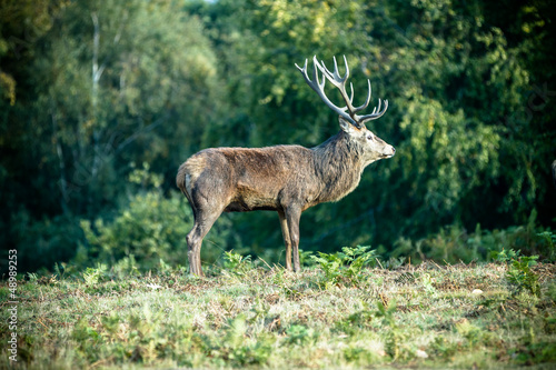 Photo: Red deer Red deer