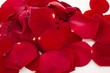 Rose petals