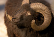 side view of a ram