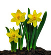 Yellow daffodil