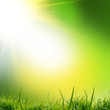green natute background