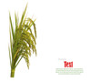 Gold Paddy Rice On White Backg...