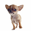 puppy chihuahua