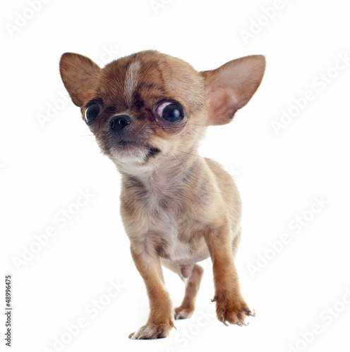 Photo: puppy chihuahua puppy chihuahua