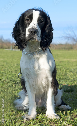 Photo: black and white cocker spaniel black and white cocker spaniel