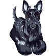 Vector: vector sketch dog Scottish Terrier breed standing vector sketch dog Scottish Terrier breed standing