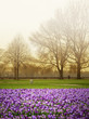 Foto: Spring Crocuses Spring Crocuses