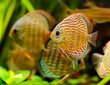 Discus fish (Symphysodon) swimming underwater